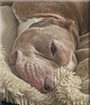 Rocco the Pitbull Terrier, Bulldog mix