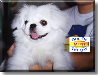 Mini, the Dog of the Day
