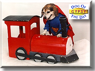 Gypsy Rose Louise Salerno, the Dog of the Day