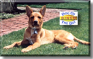 dingo shepherd 1998 november mix name dog