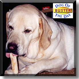 Buster, the Dog of the Day