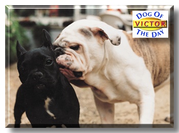 Victor, the Dog of the Day