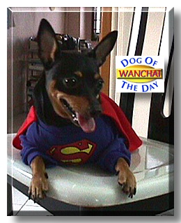 WanChai, the Dog of the Day