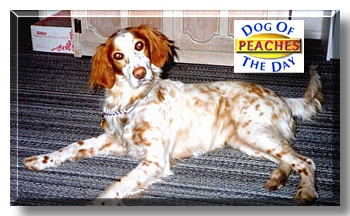 Peaches, the Dog of the Day
