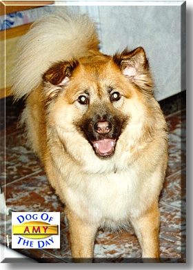 Amy, the Dog of the Day