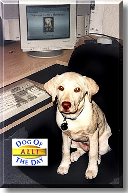 Alli, the Dog of the Day