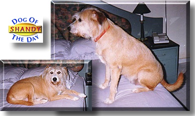 Shandy, the Dog of the Day