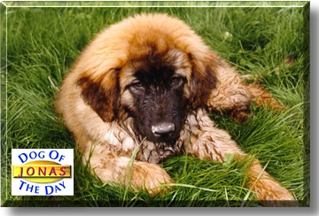 Jonas, the Dog of the Day