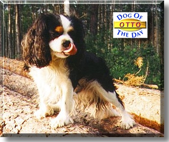 Otto, the Dog of the Day