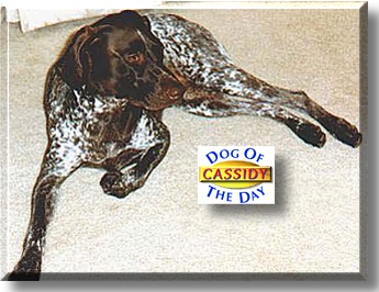 Cassidy, the Dog of the Day