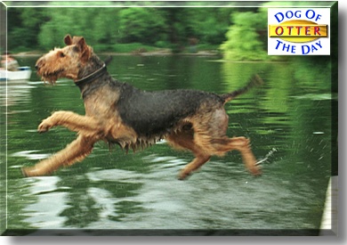 Otter, the Dog of the Day