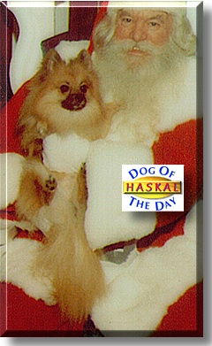 Haskal, the Dog of the Day