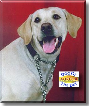 Aurelia, the Dog of the Day