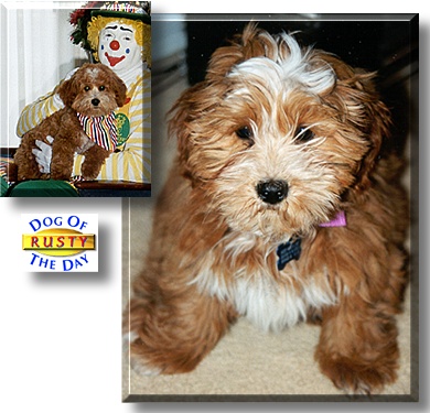 Rusty, the Dog of the Day