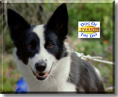Svansi, the Dog of the Day