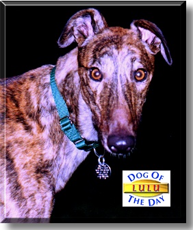 Lulu, the Dog of the Day