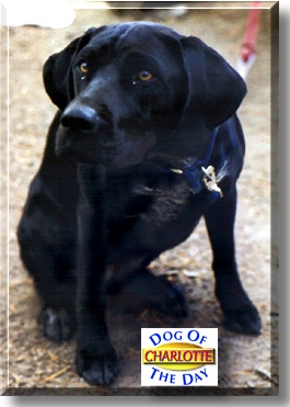 Charlotte, the Dog of the Day