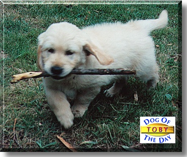 Toby, the Dog of the Day