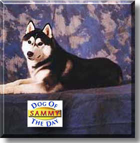 Sammy, the Dog of the Day