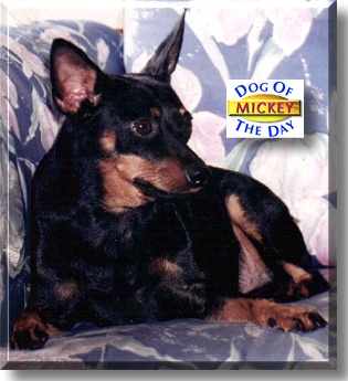 Mickey, the Dog of the Day