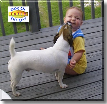 Tater, the Dog of the Day