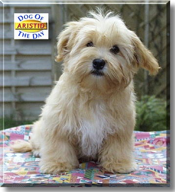 Aristid, the Dog of the Day