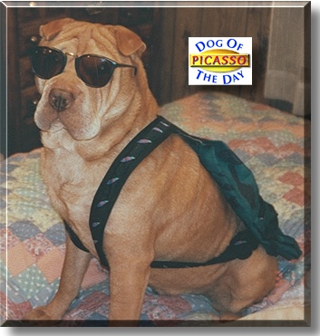 Picasso, the Dog of the Day