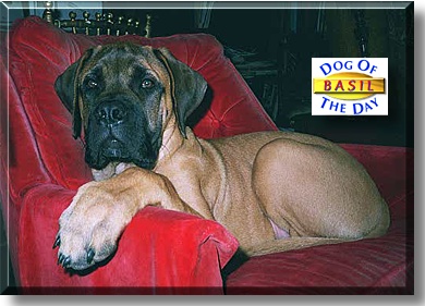 Basil, the Dog of the Day
