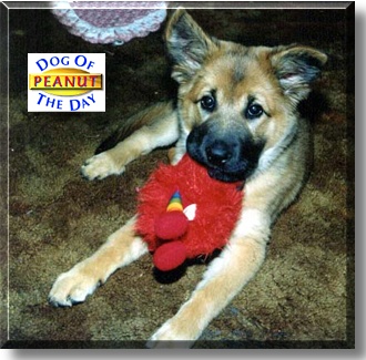Peanut, the Dog of the Day