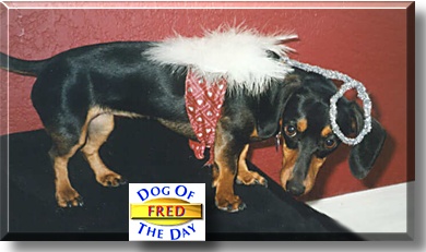 Princess Weiner-Fred, the Dog of the Day