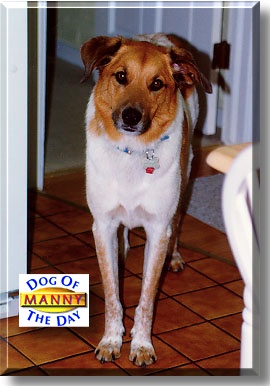 Manny, the Dog of the Day