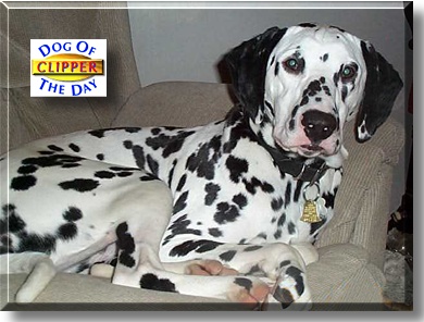 Clipper, the Dog of the Day