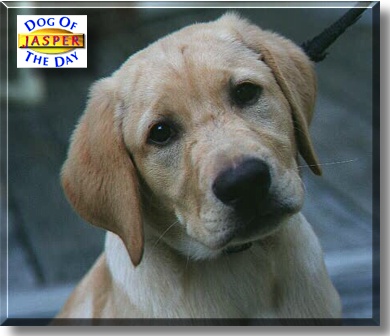 Jasper, the Dog of the Day