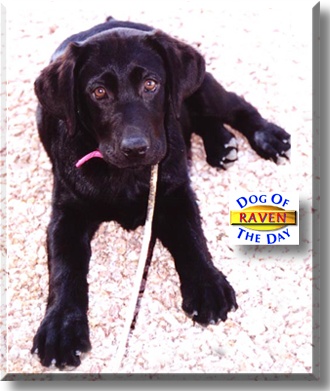 Raven, the Dog of the Day