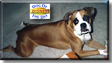 Disney, the Dog of the Day