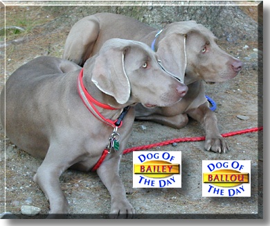 Ballou and Bailey, the Dogs of the Day