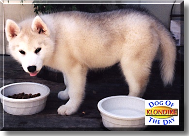 Klondike, the Dog of the Day