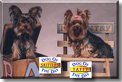 Taffy, Skittles, the Dogs of the Day