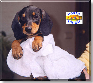 Ronnie, the Dog of the Day