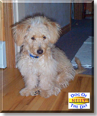 Nelly, the Dog of the Day