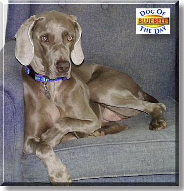 Bluebell, the Dog of the Day