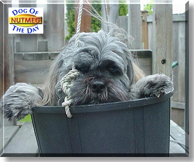 Nutmeg, the Dog of the Day