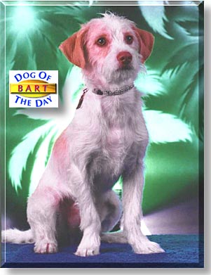 Bart, the Dog of the Day