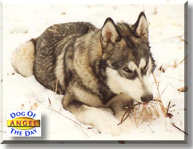 Angel, the Dog of the Day