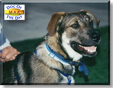 Max, the Dog of the Day
