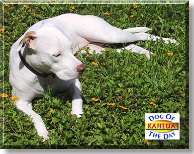 Kahlua, the Dog of the Day