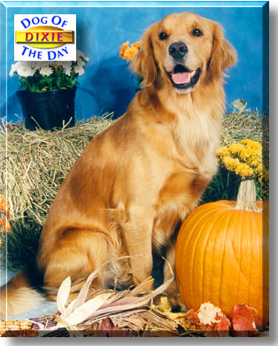Dixie, the Dog of the Day