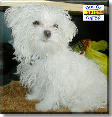 Spicy, the Dog of the Day