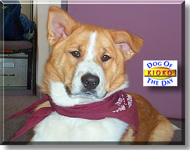 Kioko, the Dog of the Day