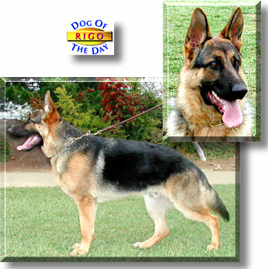 Rigo, the Dog of the Day